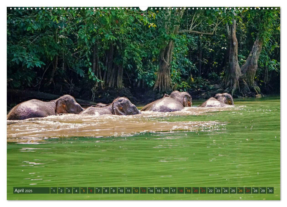 Borneos Zwergelefanten (CALVENDO Premium Wandkalender 2025)