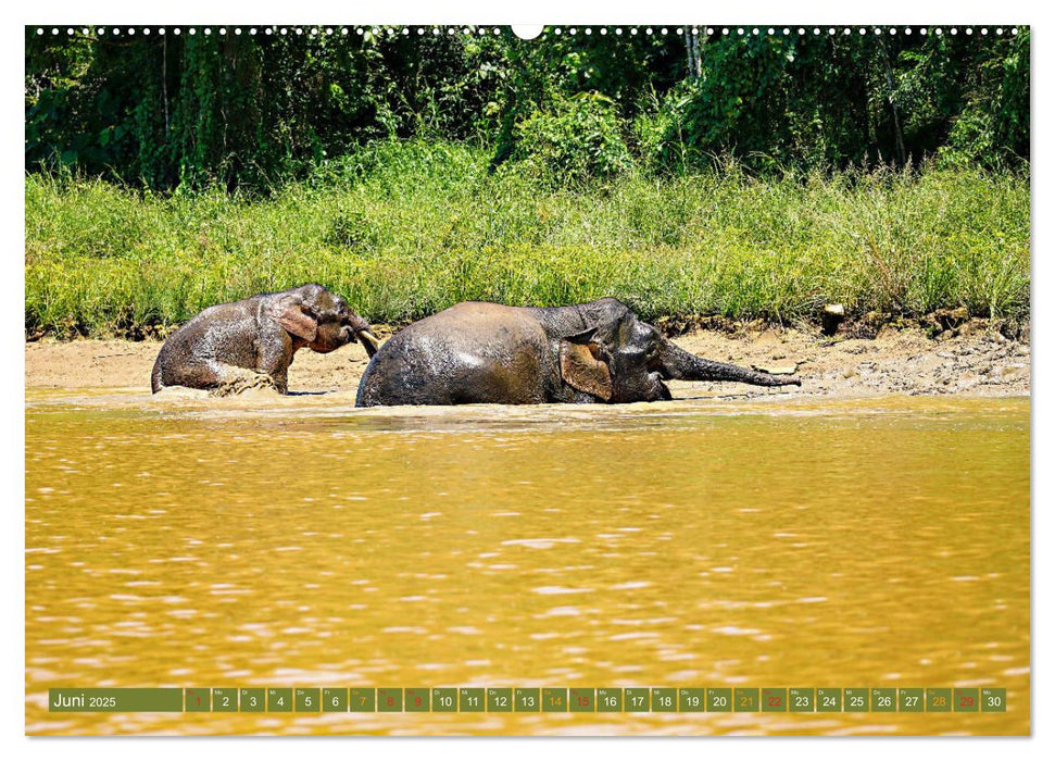 Borneos Zwergelefanten (CALVENDO Premium Wandkalender 2025)