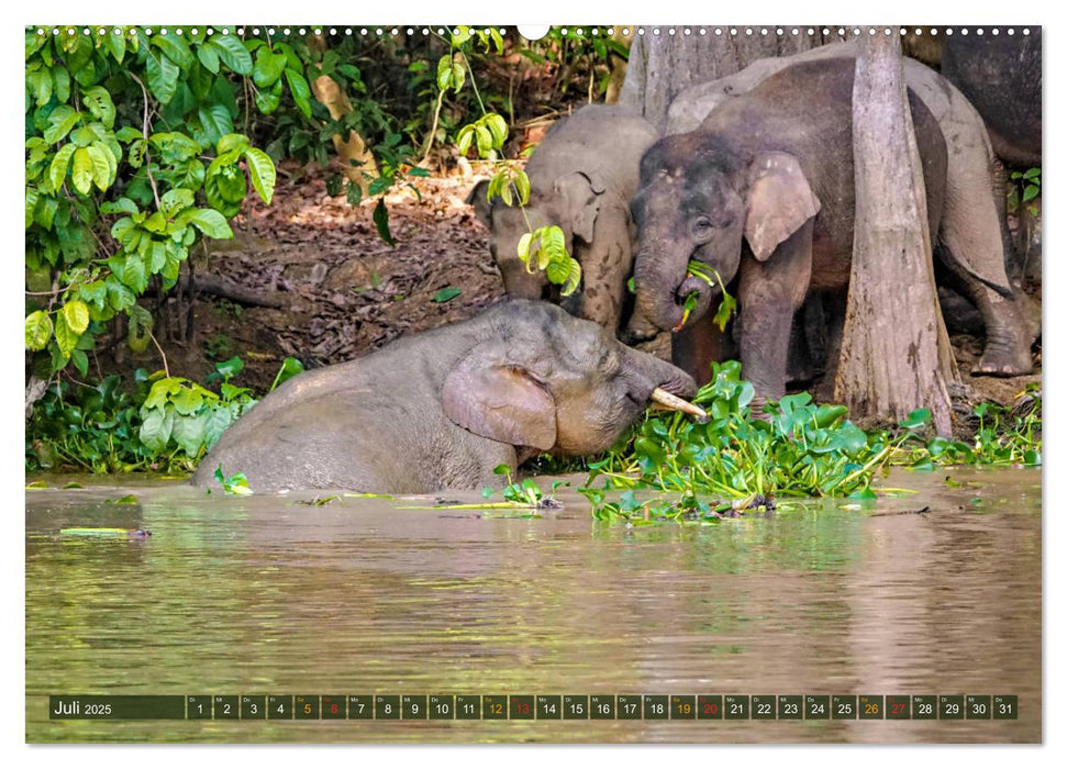 Borneos Zwergelefanten (CALVENDO Premium Wandkalender 2025)