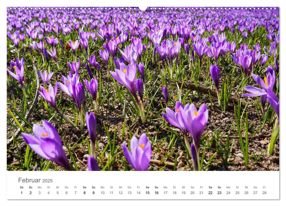 Blütenzauber (CALVENDO Premium Wandkalender 2025)