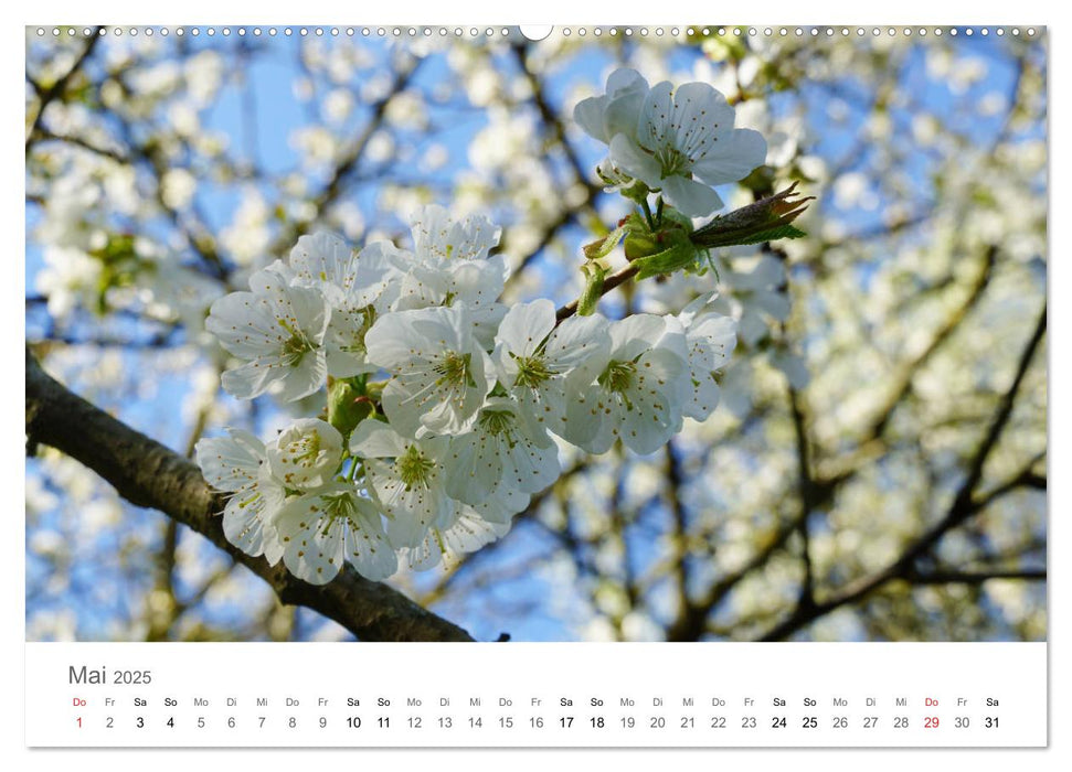 Blütenzauber (CALVENDO Premium Wandkalender 2025)