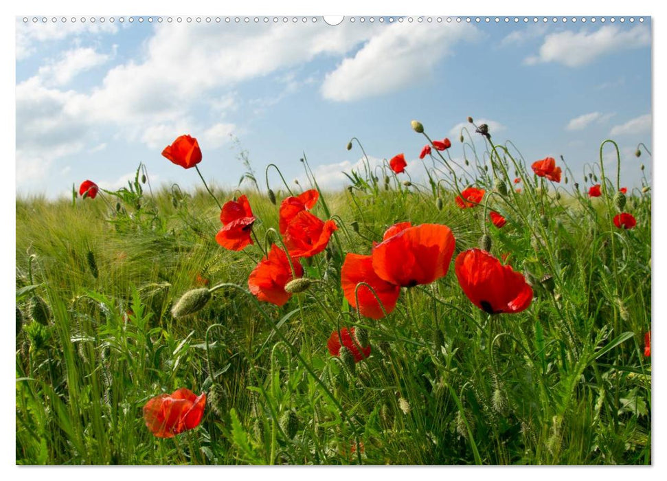 Ein Traum von Mohn (CALVENDO Wandkalender 2025)