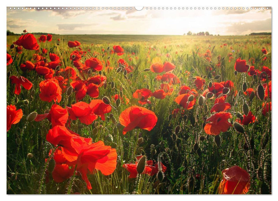 Ein Traum von Mohn (CALVENDO Wandkalender 2025)