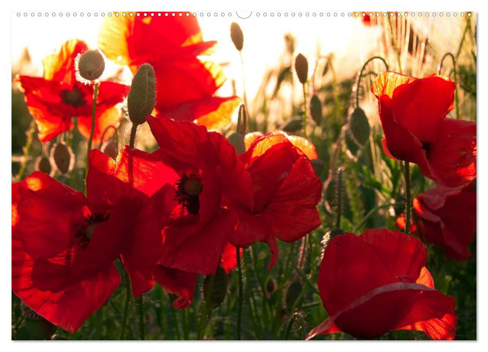 Ein Traum von Mohn (CALVENDO Wandkalender 2025)