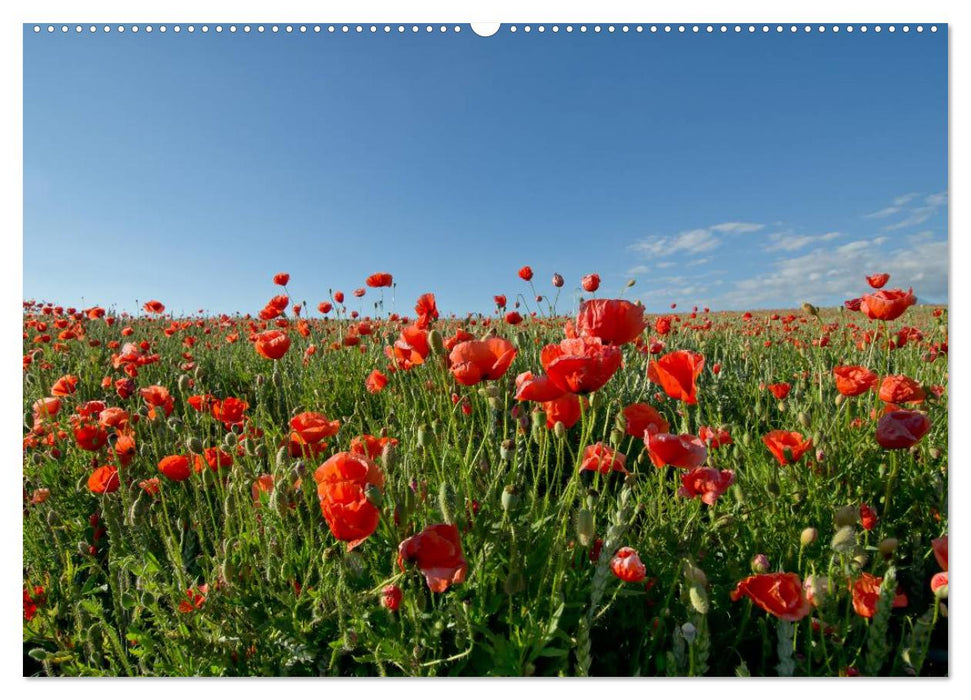 Ein Traum von Mohn (CALVENDO Wandkalender 2025)