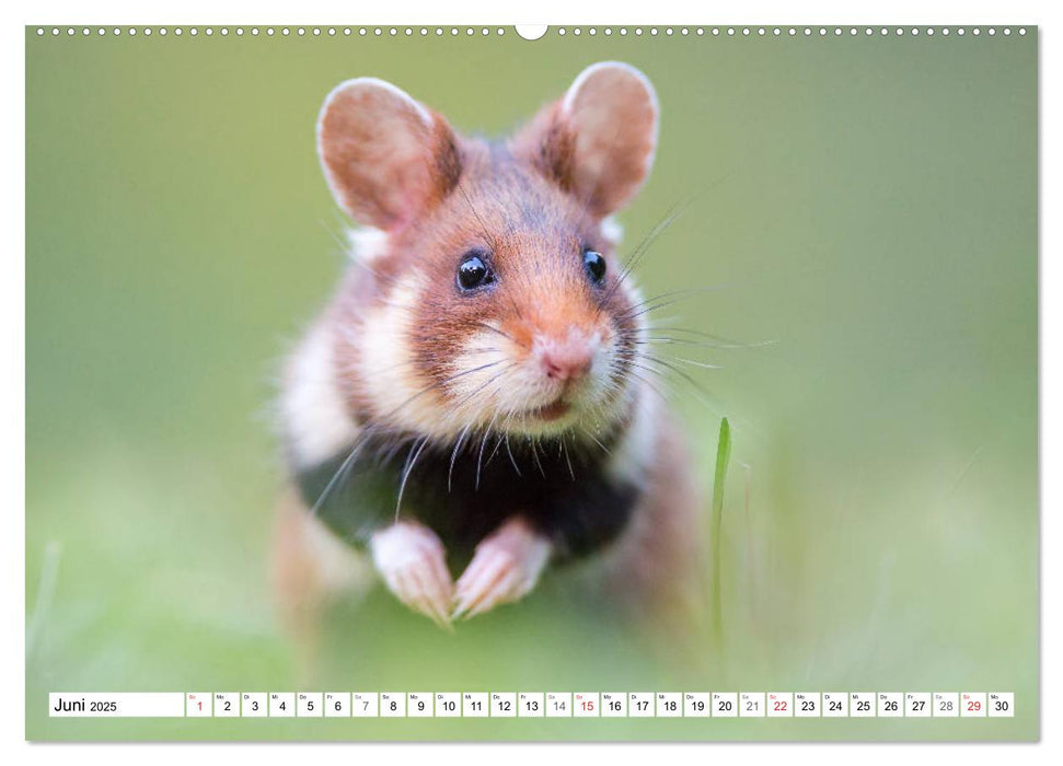 Herzige Feldhamster - farbenfrohe Nagetiere im städtischen Lebensraum (CALVENDO Wandkalender 2025)