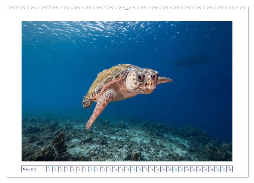 Neptun's Königreich (CALVENDO Premium Wandkalender 2025)