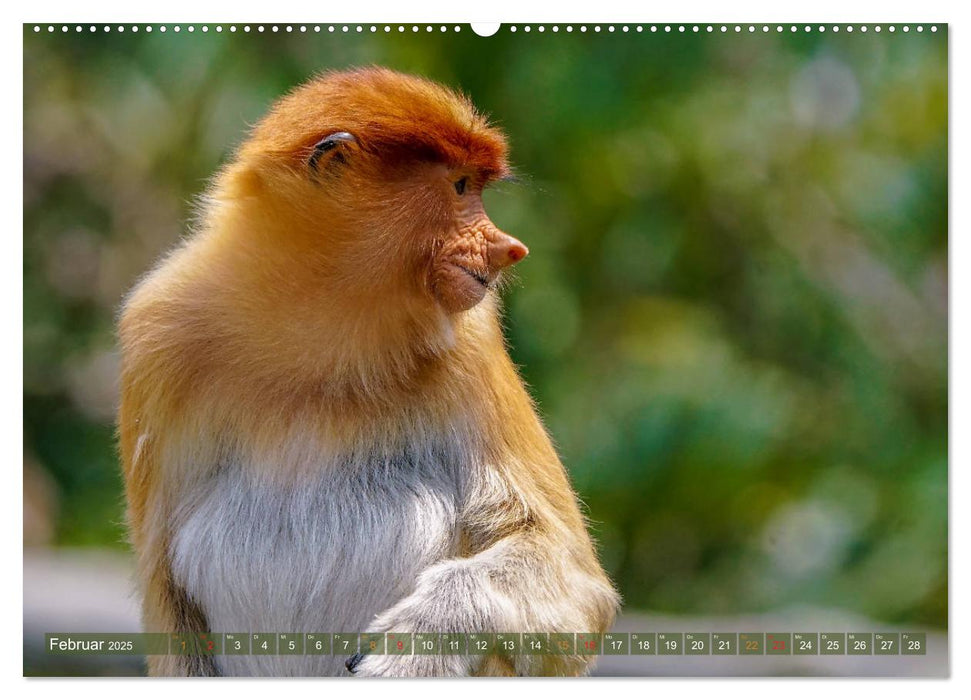 Nasenaffen von Borneo (CALVENDO Wandkalender 2025)