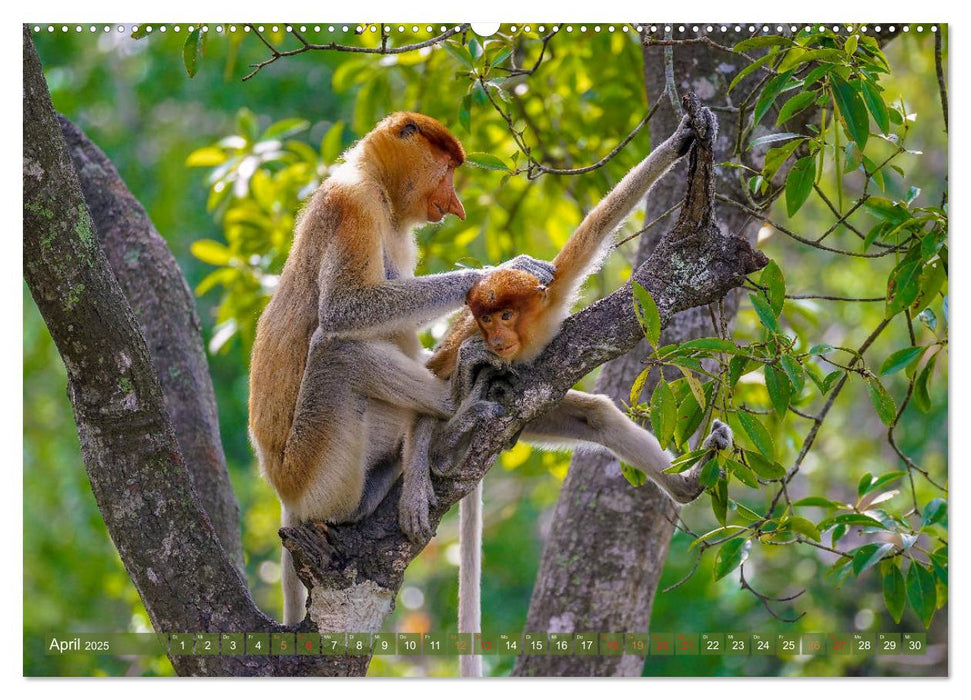 Nasenaffen von Borneo (CALVENDO Wandkalender 2025)