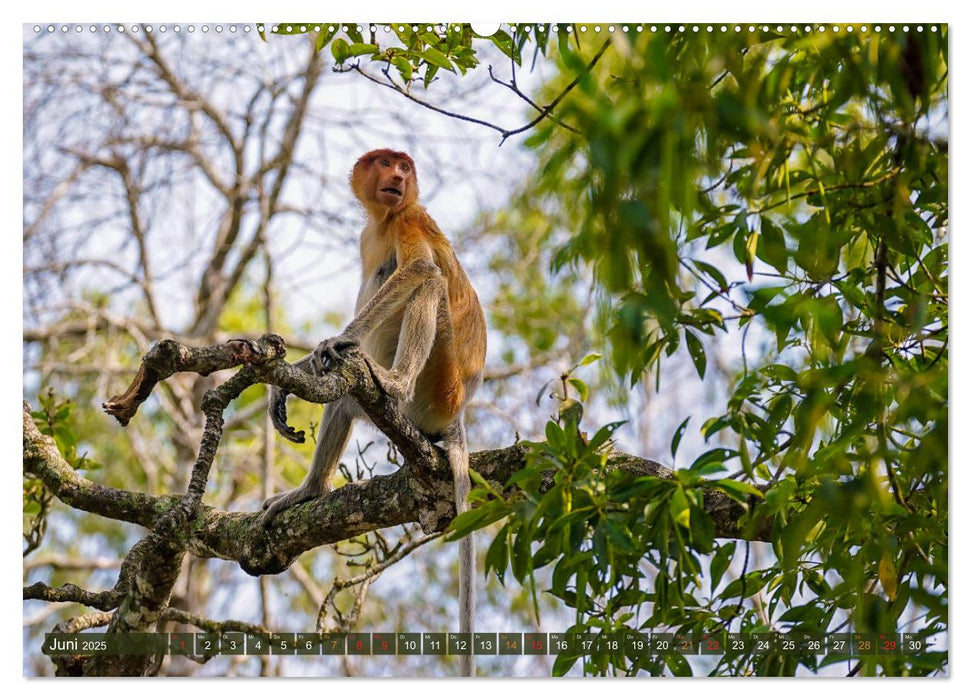 Nasenaffen von Borneo (CALVENDO Wandkalender 2025)