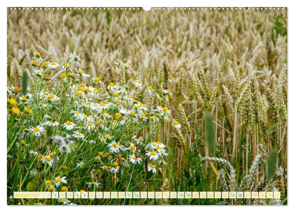 Feld- und Wiesenblüher Schützenswerte Natur (CALVENDO Premium Wandkalender 2025)