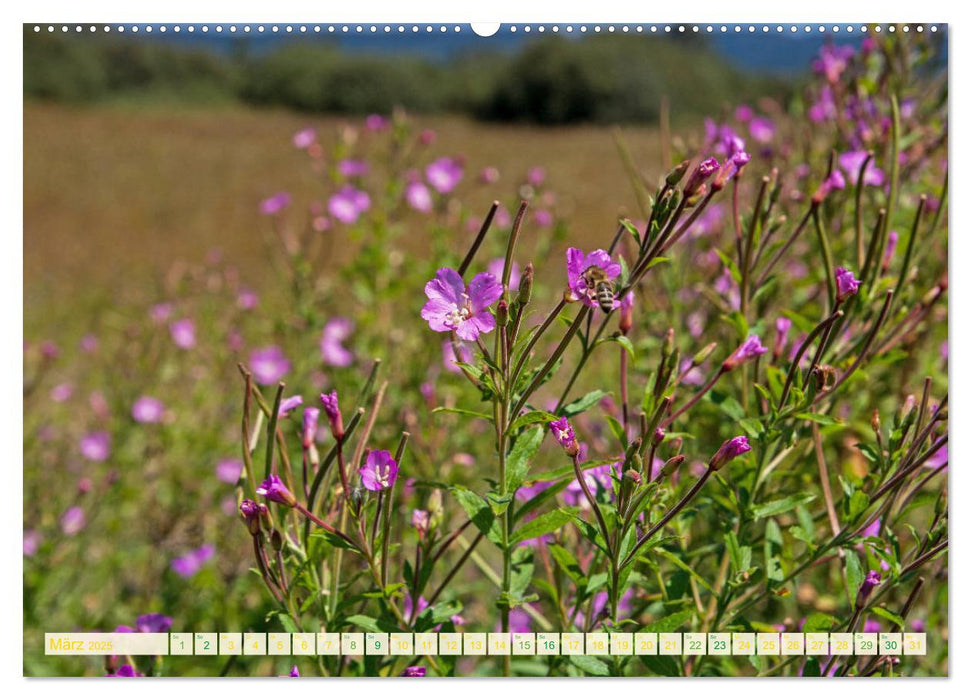 Feld- und Wiesenblüher Schützenswerte Natur (CALVENDO Premium Wandkalender 2025)