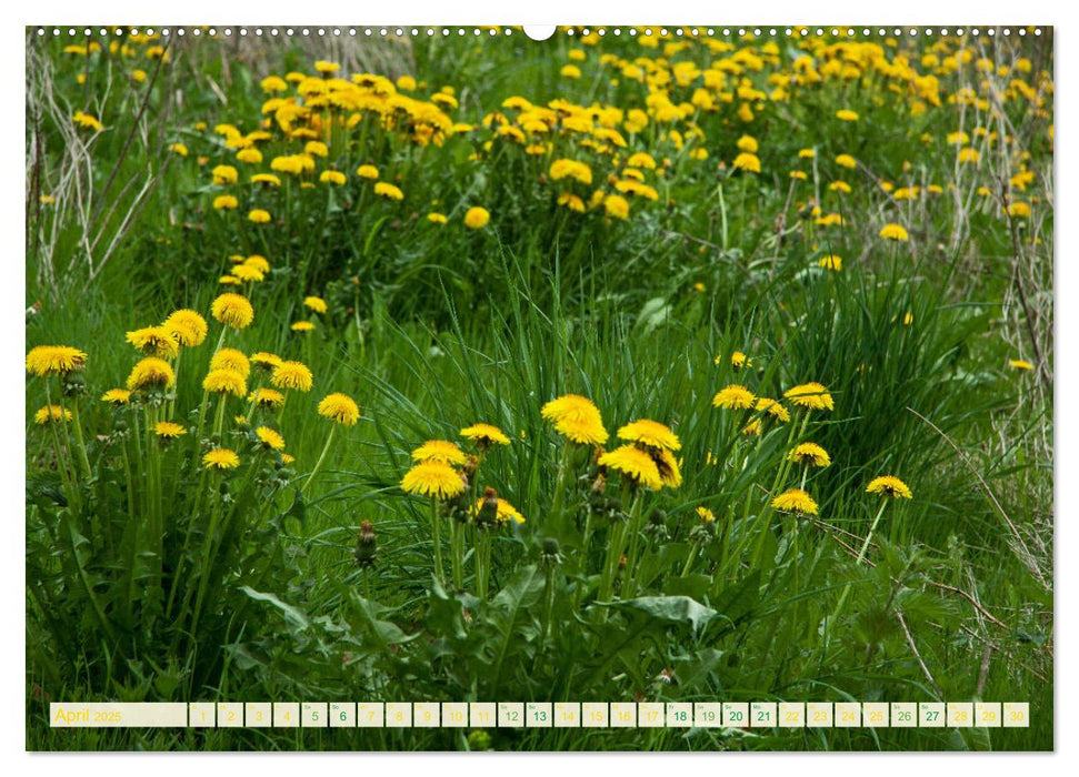 Feld- und Wiesenblüher Schützenswerte Natur (CALVENDO Premium Wandkalender 2025)