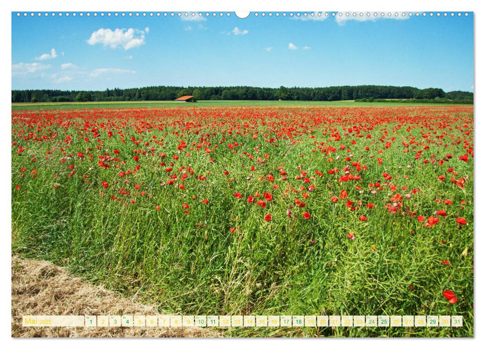 Feld- und Wiesenblüher Schützenswerte Natur (CALVENDO Premium Wandkalender 2025)