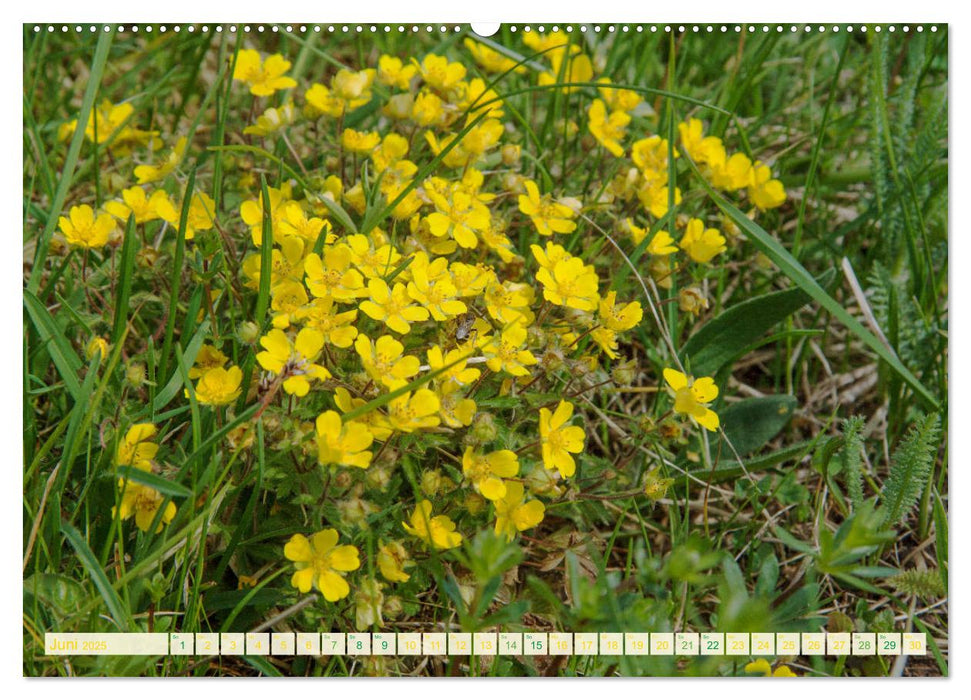 Feld- und Wiesenblüher Schützenswerte Natur (CALVENDO Premium Wandkalender 2025)