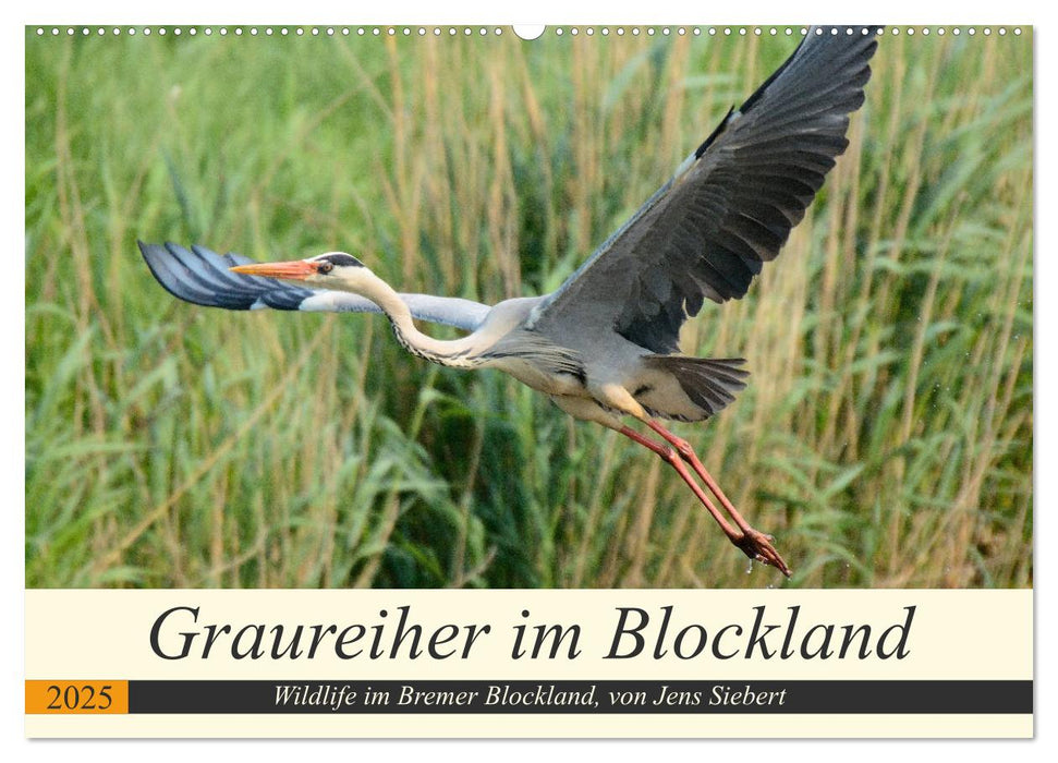 Graureiher im Blockland (CALVENDO Wandkalender 2025)