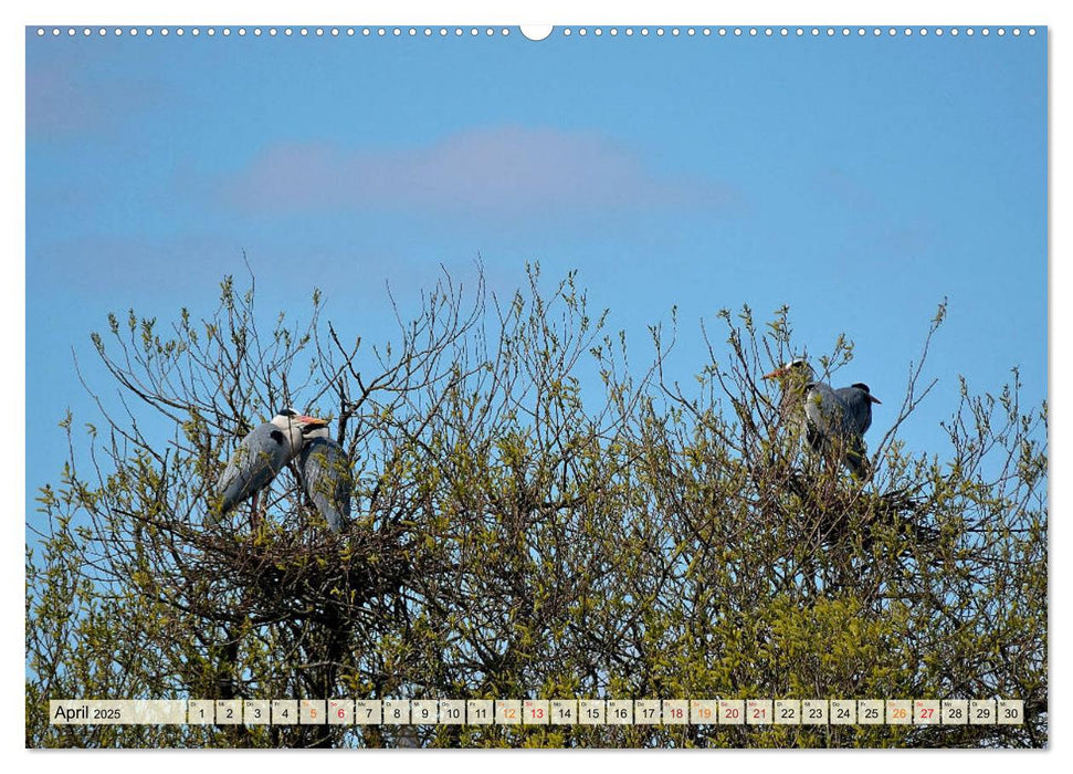 Graureiher im Blockland (CALVENDO Wandkalender 2025)