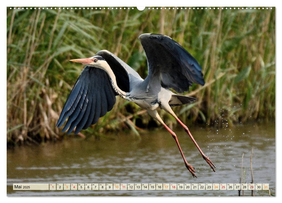 Graureiher im Blockland (CALVENDO Wandkalender 2025)