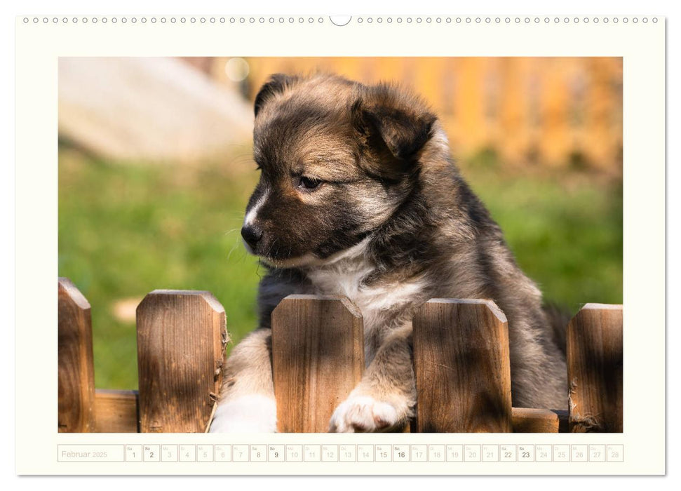 Kleine Islandhunde entdecken die Welt (CALVENDO Premium Wandkalender 2025)