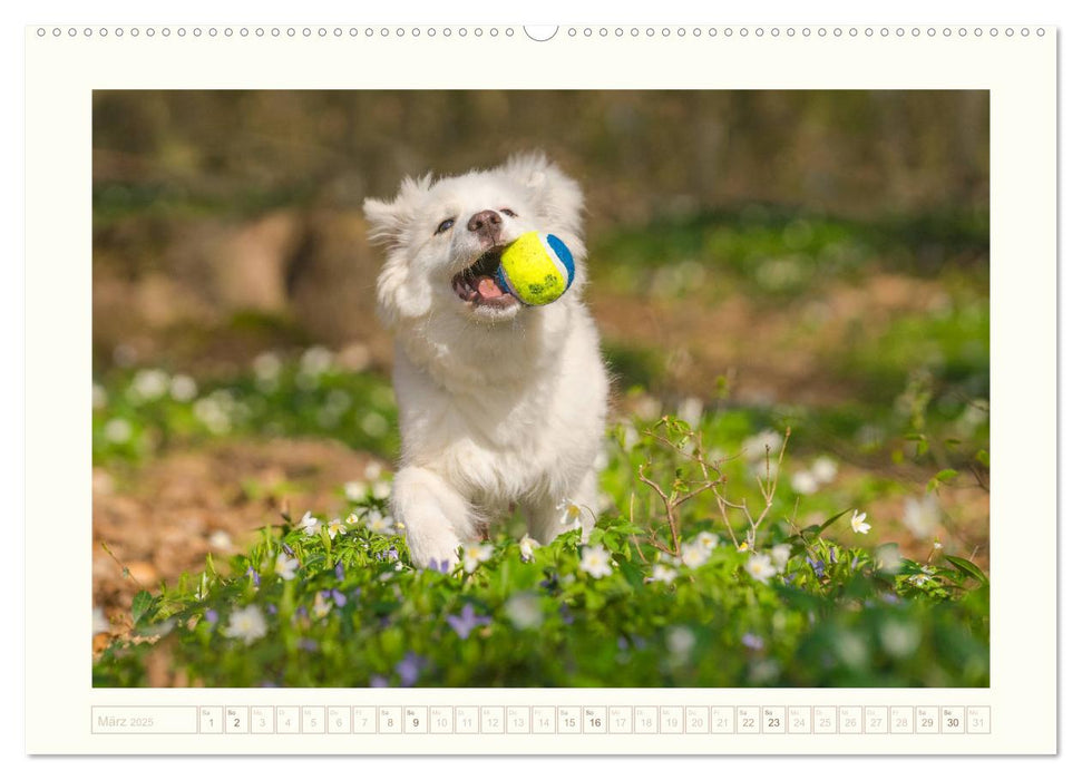 Kleine Islandhunde entdecken die Welt (CALVENDO Premium Wandkalender 2025)