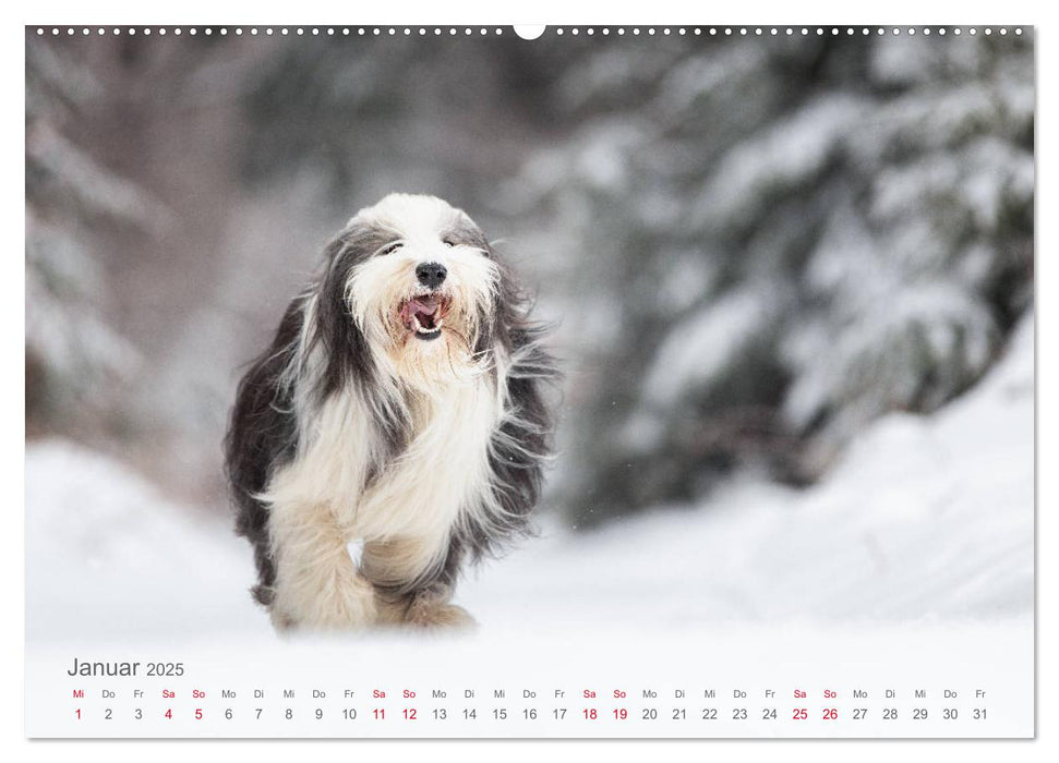 Auf vier Pfoten durch vier Jahreszeiten - Rassehunde (CALVENDO Premium Wandkalender 2025)