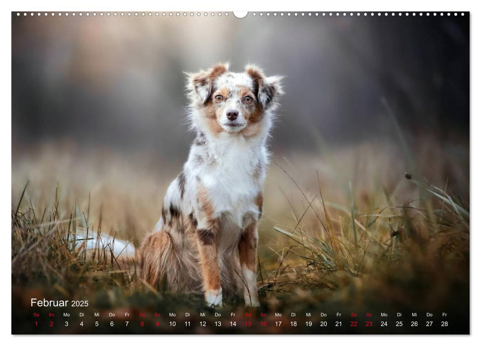 Auf vier Pfoten durch vier Jahreszeiten - Rassehunde (CALVENDO Premium Wandkalender 2025)