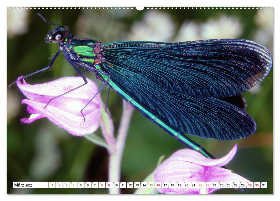 Faszination Natur - Schöne Details am Wegrand (CALVENDO Wandkalender 2025)