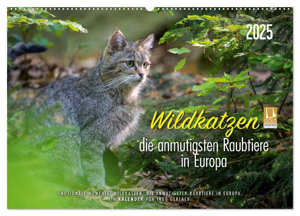 Wildkatzen - die anmutigsten Raubiere in Europa. (CALVENDO Wandkalender 2025)