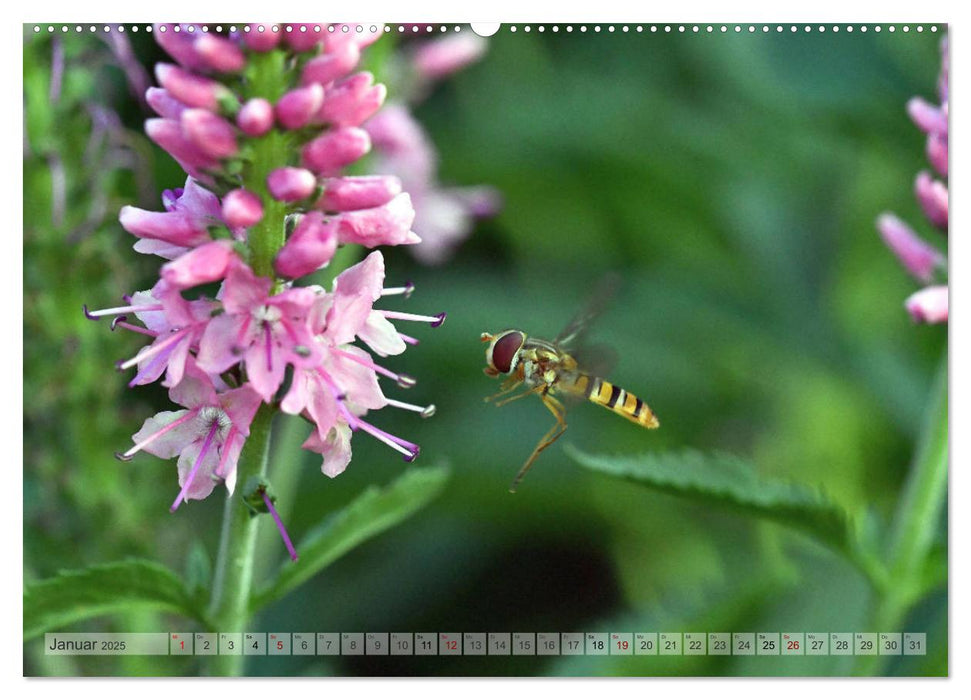 Kleine Natur im Fokus (CALVENDO Premium Wandkalender 2025)