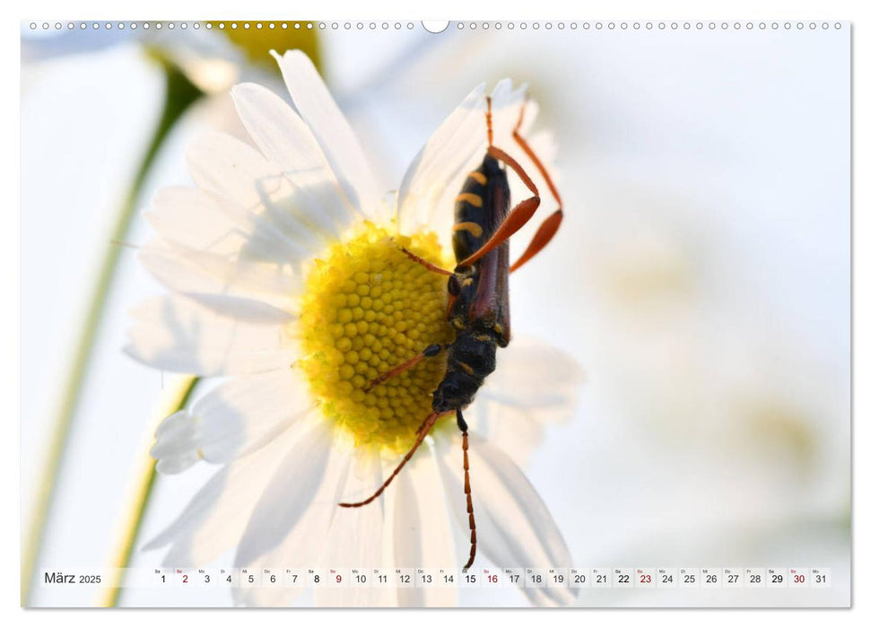 Kleine Natur im Fokus (CALVENDO Premium Wandkalender 2025)