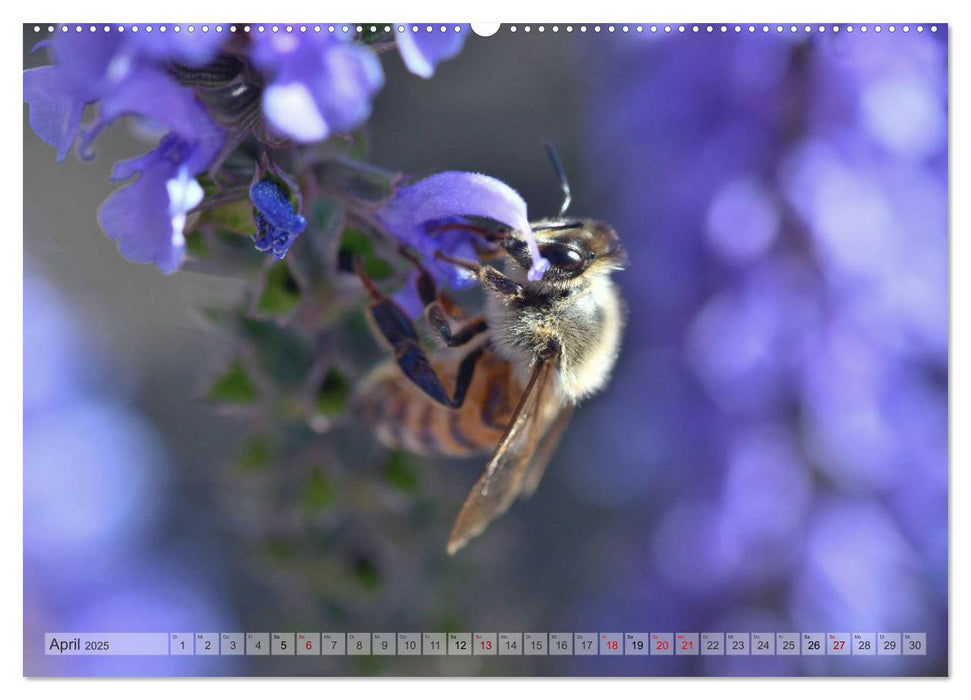 Kleine Natur im Fokus (CALVENDO Premium Wandkalender 2025)