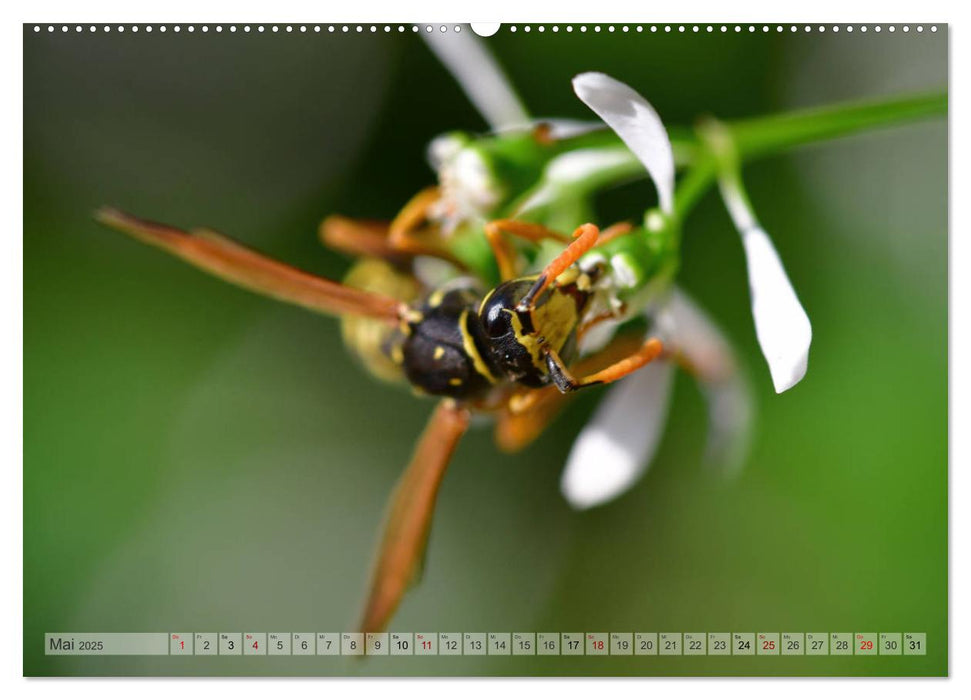 Kleine Natur im Fokus (CALVENDO Premium Wandkalender 2025)