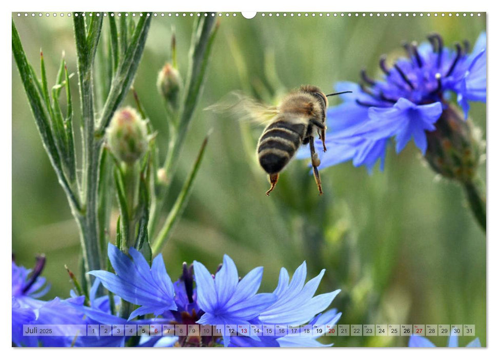 Kleine Natur im Fokus (CALVENDO Premium Wandkalender 2025)