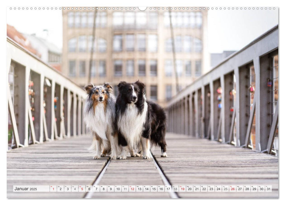 Hamburger Hafencity - Unterwegs mit den Shelties Finn und Louis (CALVENDO Premium Wandkalender 2025)