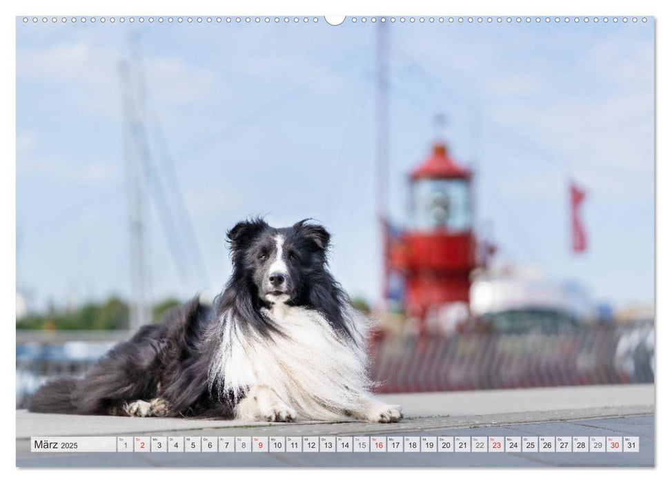 Hamburger Hafencity - Unterwegs mit den Shelties Finn und Louis (CALVENDO Premium Wandkalender 2025)