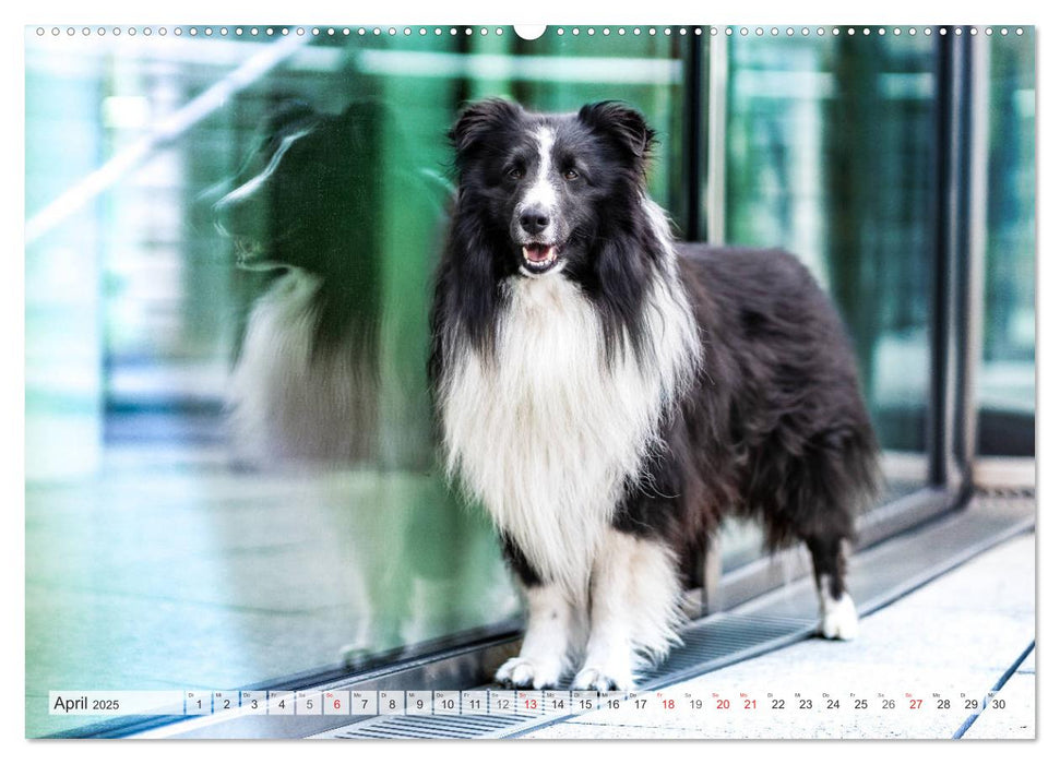 Hamburger Hafencity - Unterwegs mit den Shelties Finn und Louis (CALVENDO Premium Wandkalender 2025)