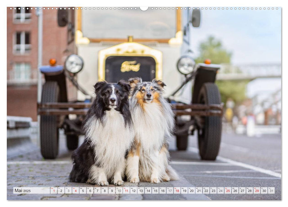 Hamburger Hafencity - Unterwegs mit den Shelties Finn und Louis (CALVENDO Premium Wandkalender 2025)