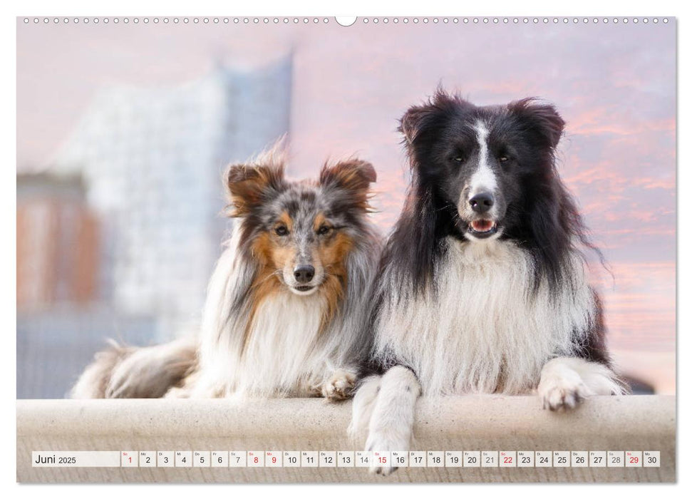 Hamburger Hafencity - Unterwegs mit den Shelties Finn und Louis (CALVENDO Premium Wandkalender 2025)