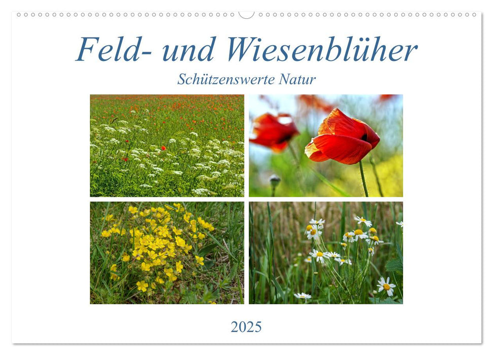 Feld- und Wiesenblüher Schützenswerte Natur (CALVENDO Wandkalender 2025)