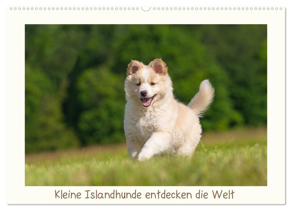 Kleine Islandhunde entdecken die Welt (CALVENDO Wandkalender 2025)