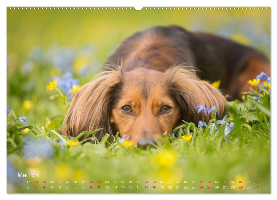 Auf vier Pfoten durch vier Jahreszeiten - Rassehunde (CALVENDO Wandkalender 2025)