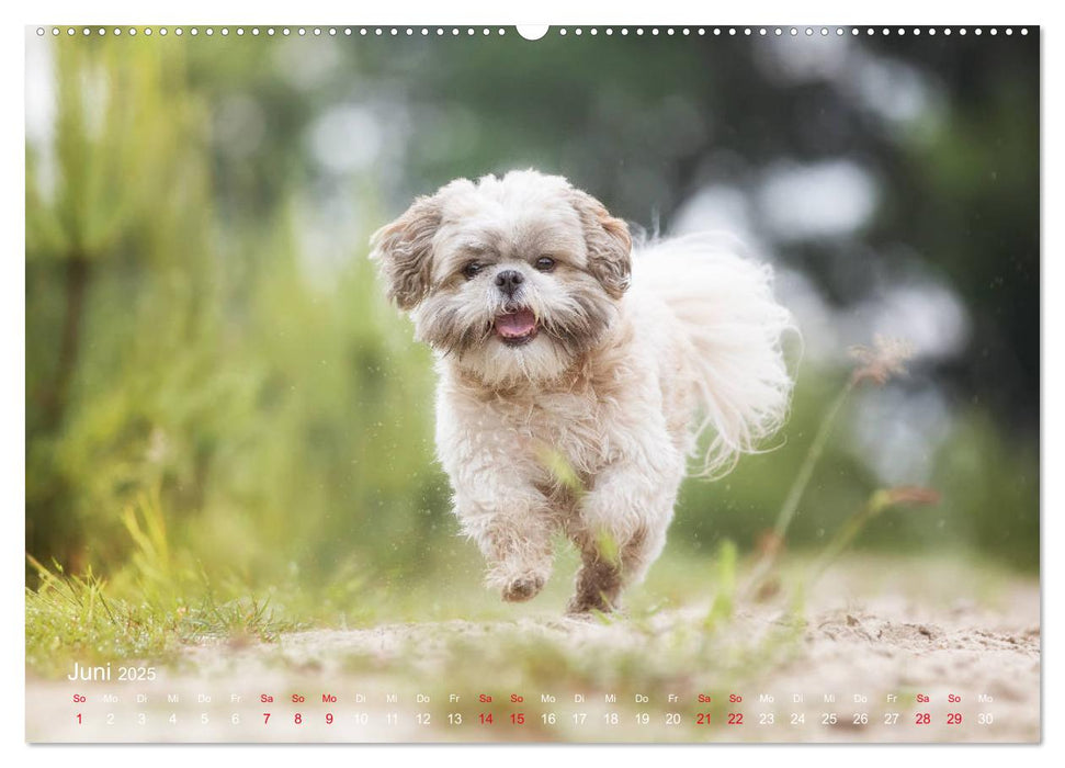 Auf vier Pfoten durch vier Jahreszeiten - Rassehunde (CALVENDO Wandkalender 2025)