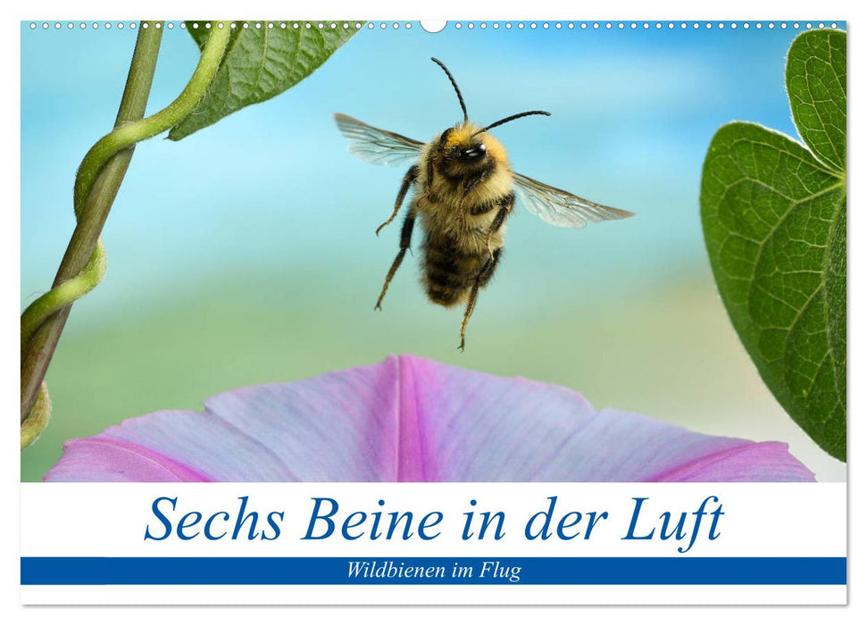 Sechs Beine in der Luft - Wildbienen im Flug (CALVENDO Wandkalender 2025)