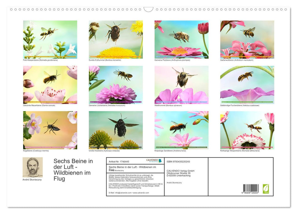 Sechs Beine in der Luft - Wildbienen im Flug (CALVENDO Wandkalender 2025)