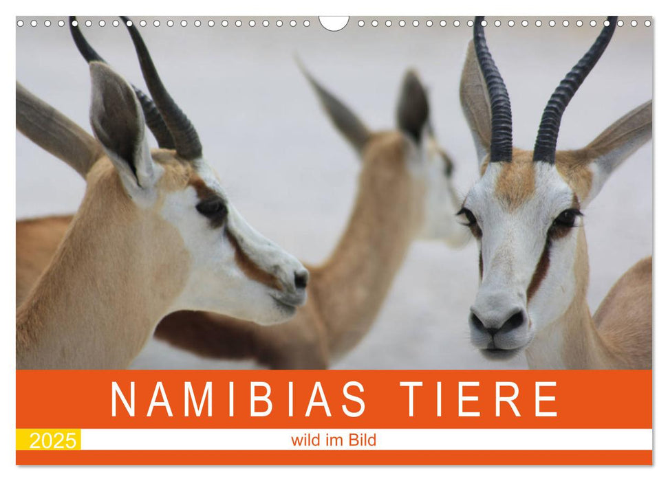 Namibias Tiere - wild im Bild (CALVENDO Wandkalender 2025)