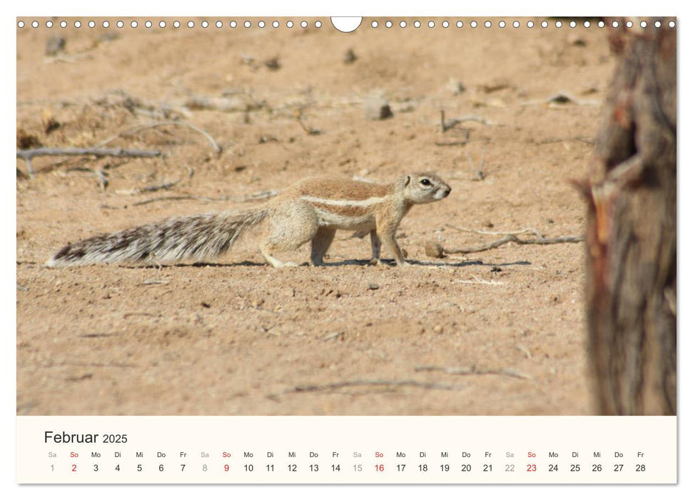 Namibias Tiere - wild im Bild (CALVENDO Wandkalender 2025)