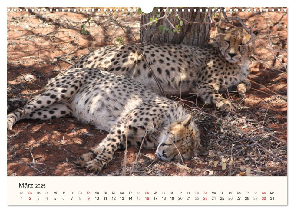 Namibias Tiere - wild im Bild (CALVENDO Wandkalender 2025)