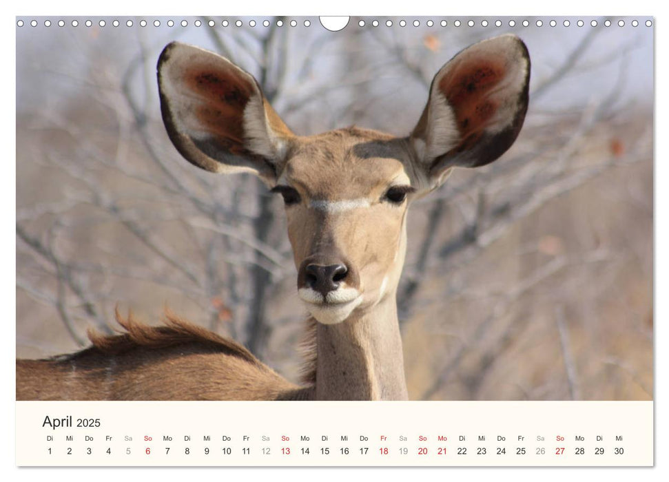 Namibias Tiere - wild im Bild (CALVENDO Wandkalender 2025)