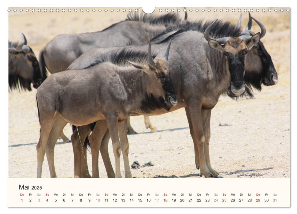 Namibias Tiere - wild im Bild (CALVENDO Wandkalender 2025)