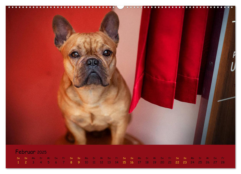 Französische Bulldogge - Clowns auf vier Pfoten (CALVENDO Premium Wandkalender 2025)